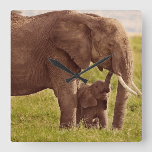 Getty Images   Elephant & Baby Quadratische Wanduhr
