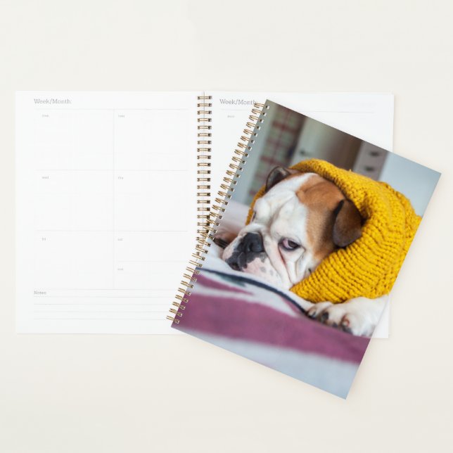 Getty Images | English Bulldog Planer (Anzeige)