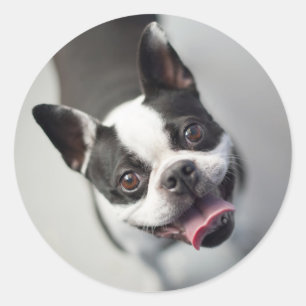 Getty Images French Bulldog Runder Aufkleber