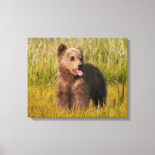 Getty Images   Funny Baby Bear Leinwanddruck