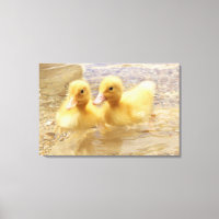 Getty Images | Fuzzy Yellow Ducklings