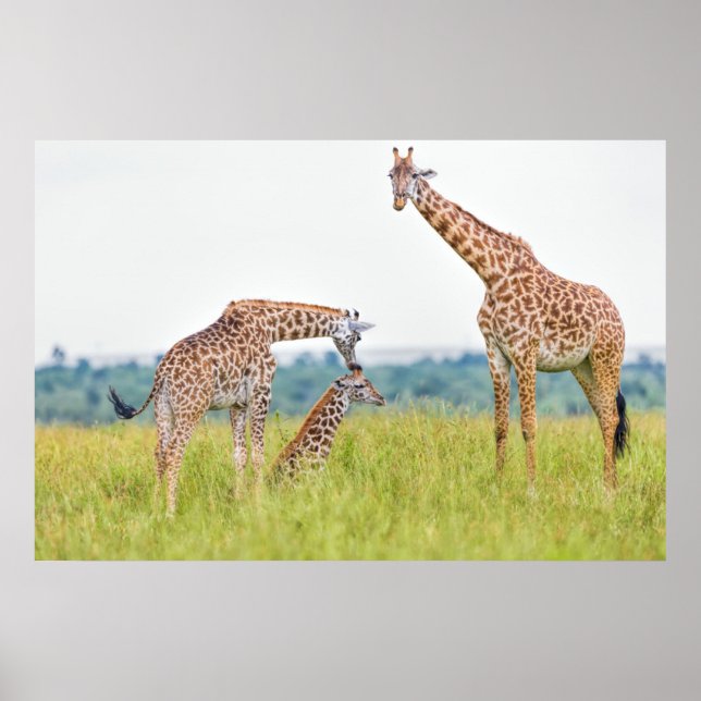 Getty Images | Giraffenfamilie Poster (Vorne)