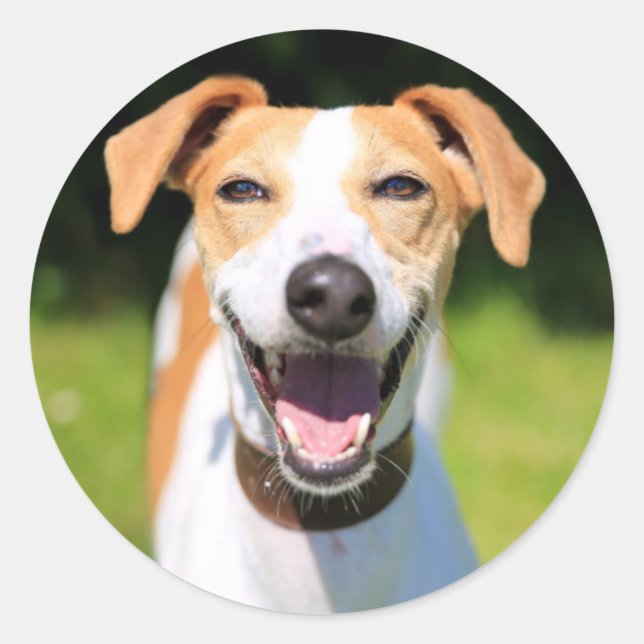 Getty Images | Lachhund Runder Aufkleber (Vorderseite)