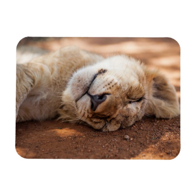 Getty Images | Lion Cub Magnet (Horizontal)