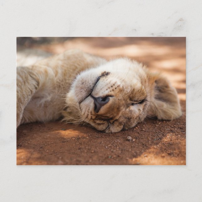 Getty Images | Lion Cub Postkarte (Vorderseite)