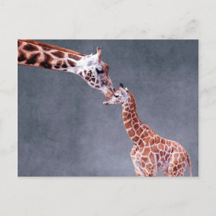 Getty Images   Mutter und Baby Giraffe Postkarte