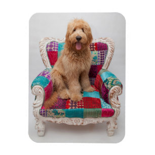 Getty Images   Niedlich Goldendoodle Magnet