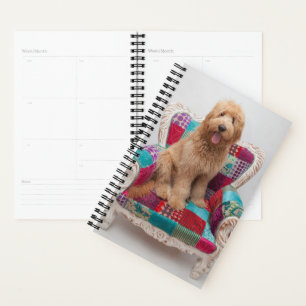 Getty Images Niedlich Goldendoodle Planer