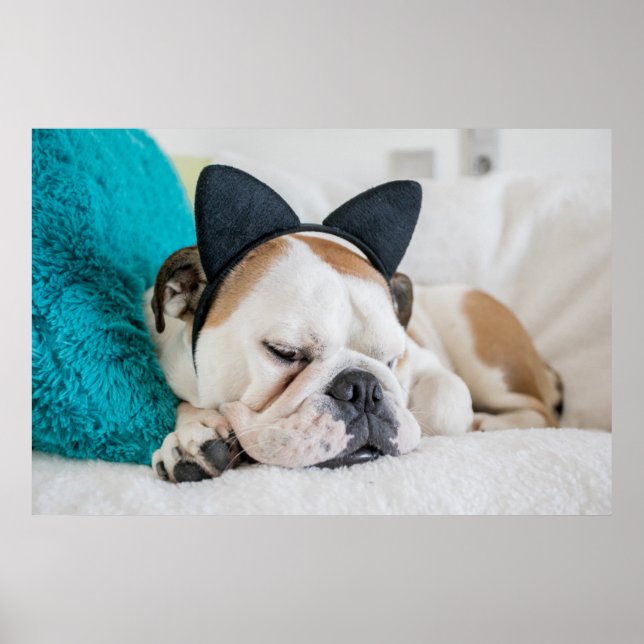 Getty Images | Schlafzunge Hund mit Kopfband Poster (Vorne)