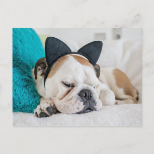 Getty Images   Schlafzunge Hund mit Kopfband Postkarte