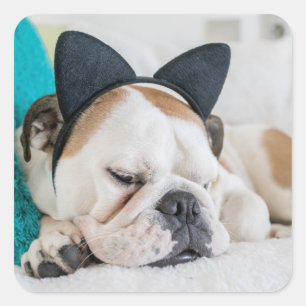 Getty Images Schlafzunge Hund mit Kopfband Quadratischer Aufkleber