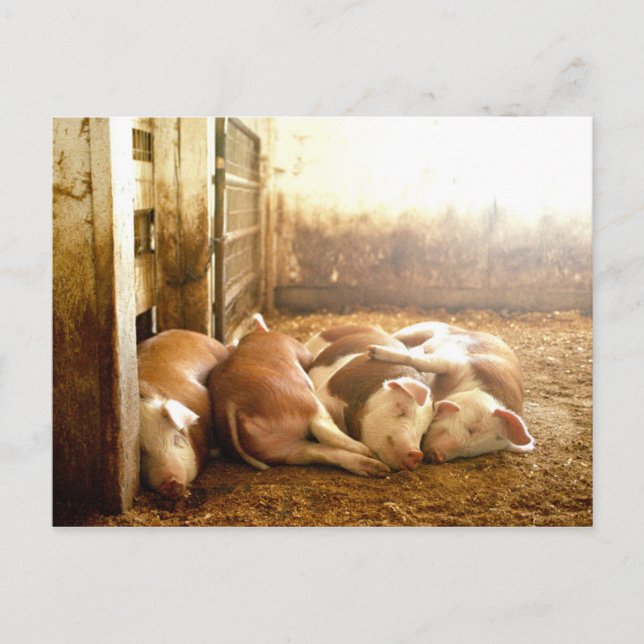 Getty Images | Schnappschweine Postkarte (Vorderseite)