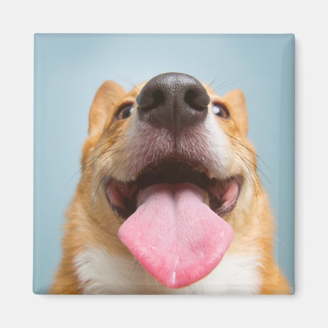 Getty Images | Sehr glücklich Corgi Magnet (Vorne)