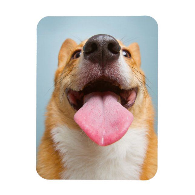 Getty Images | Sehr glücklich Corgi Magnet (Vertikal)