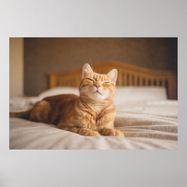 Getty Images | Sleepy Cat Poster (Vorne)