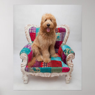 Getty Images Süßer Goldendoodle Poster