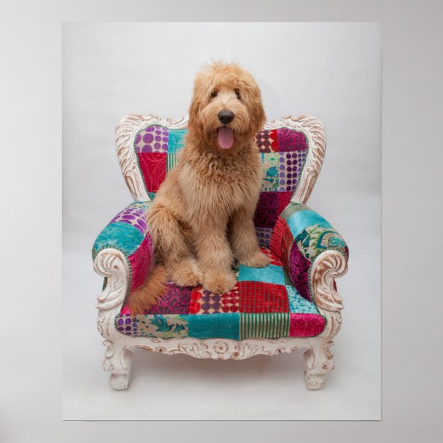 Getty Images | Süßer Goldendoodle Poster (Vorne)