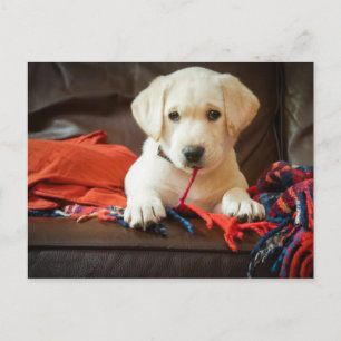 Getty Images   Welpe auf einem Sofa Postkarte