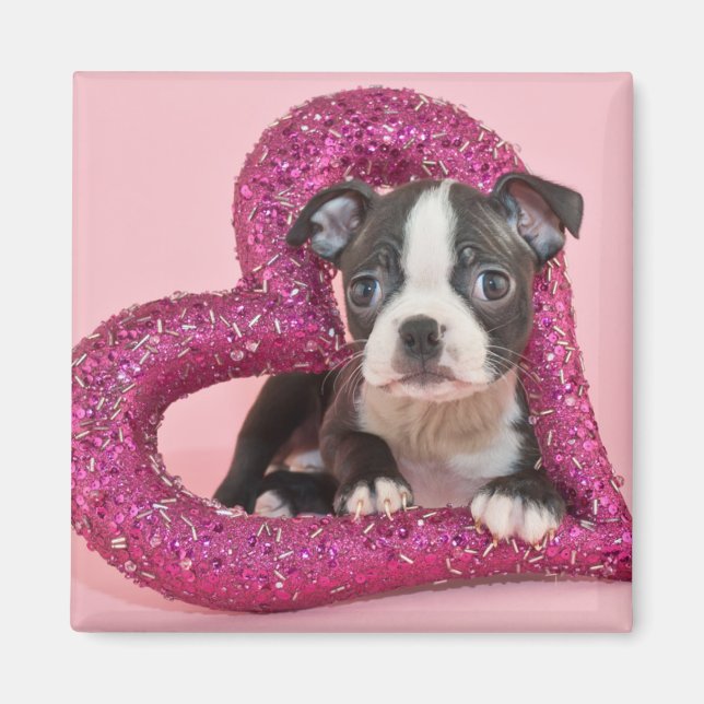 Getty Images | Welpe Liebe Magnet (Vorne)