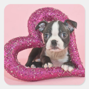 Getty Images   Welpe Liebe Quadratischer Aufkleber