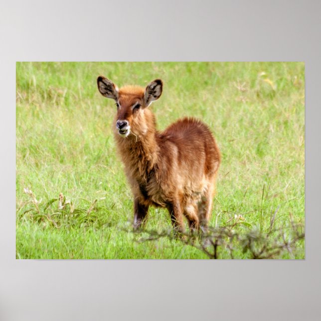 Getty Images | Young Brown Antelope Waterbuck Poster (Vorne)