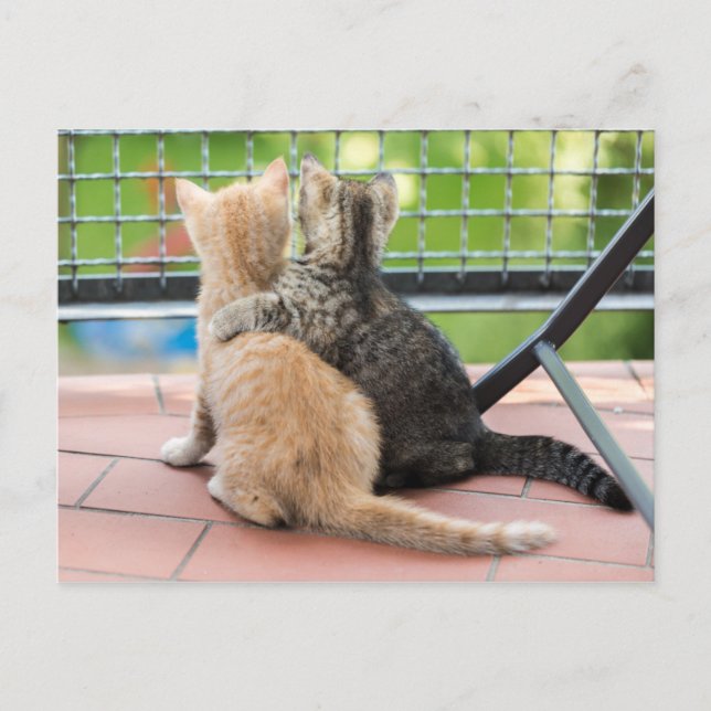 Getty Images | Zwei Kätzchen auf einem Balkon Postkarte (Vorderseite)
