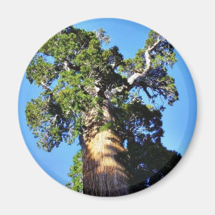 Gewähren Sie Bäumen Sequoien Rinde Äste Magnet