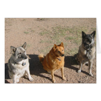 Gewartet für Leckereien