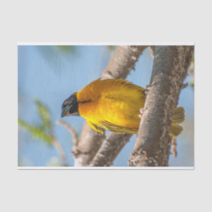 Gewebepapier mit Bild des Gelben Weaver-Vogels Seidenpapier