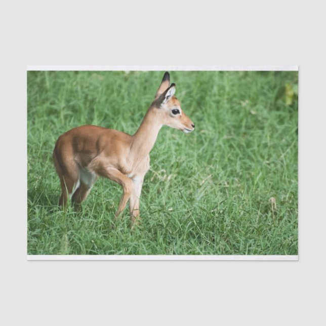Gewebepapier mit Bild von Baby Impala Seidenpapier (Vorderseite)