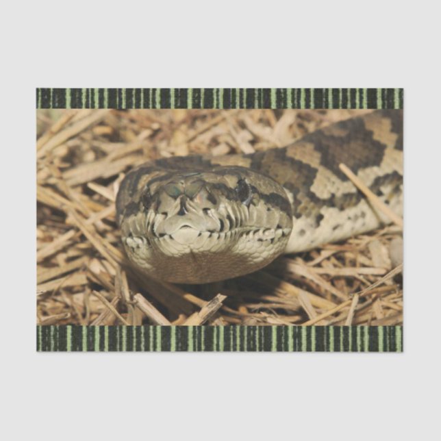 Gewebepapierschlangen Seidenpapier (Vorderseite)