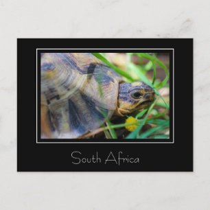 Gewinkelte Landschildkröte Südafrika Natur Postkar Postkarte