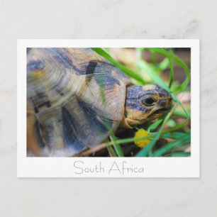 Gewinkelte Landschildkröte Südafrika Natur Postkar Postkarte