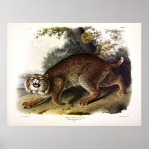 Gewöhnliche Amerikanische Wildkatze (Bobcat) Audub Poster
