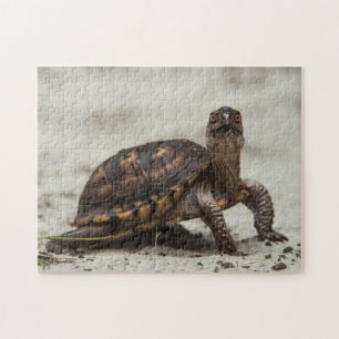Gewöhnliche Dosenschildkröte