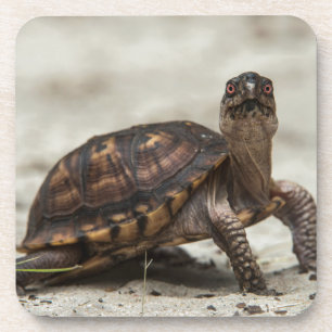 Gewöhnliche Dosenschildkröte Getränkeuntersetzer
