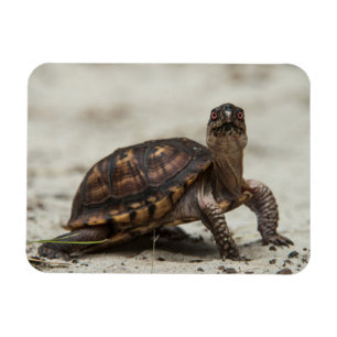 Gewöhnliche Dosenschildkröte Magnet