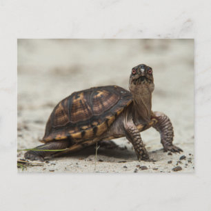 Gewöhnliche Dosenschildkröte Postkarte