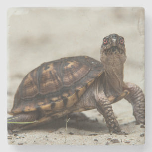 Gewöhnliche Dosenschildkröte Steinuntersetzer