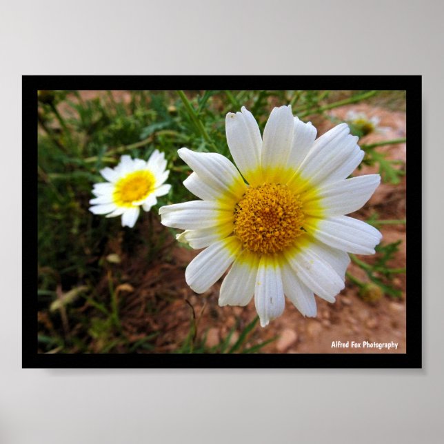 Gewöhnliche Gänseblümchen Poster (Vorne)