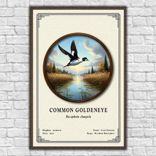 Gewöhnliche Goldeneye-Zoologie-Serie Poster