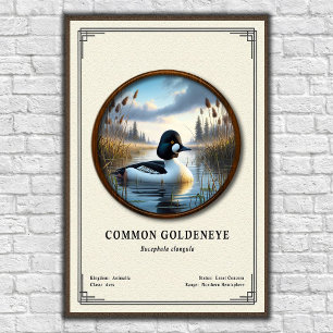 Gewöhnliche Goldeneye-Zoologie-Serie Poster