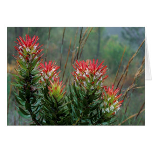 Gewöhnliche Mimetes (Mimetes Cucullatus)