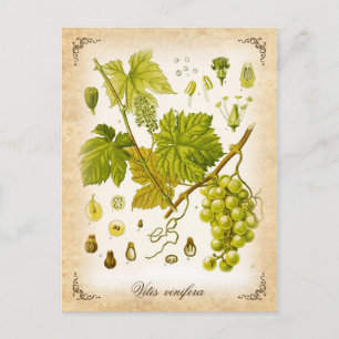 Gewöhnliche Weinrebe - Vintage-Illustration Postkarte