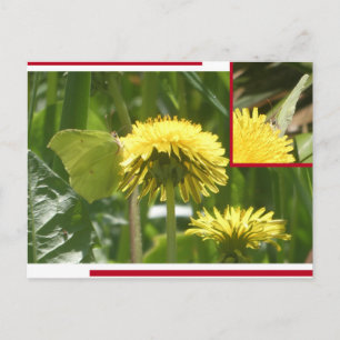 Gewöhnliche Zitronenfalter Collage DIY Postkarte