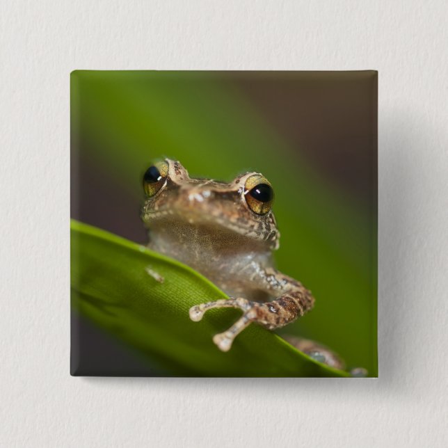 Gewöhnlicher Coqui, Eleutherodactylus coqui Button (Vorderseite)