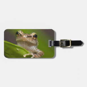 Gewöhnlicher Coqui, Eleutherodactylus coqui Gepäckanhänger