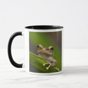 Gewöhnlicher Coqui, Eleutherodactylus coqui Tasse