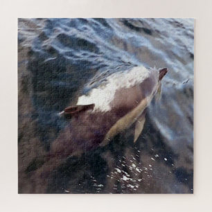 Gewöhnlicher Delfin an der Oberfläche Blauer Ozean
