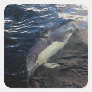 Gewöhnlicher Delfin Schwimmen Meerestiere Ozean Ku Quadratischer Aufkleber